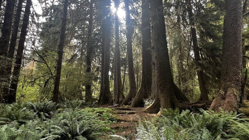 Hoh Rain Forest: Hall of Mosses and Spruce Nature Trail Guide