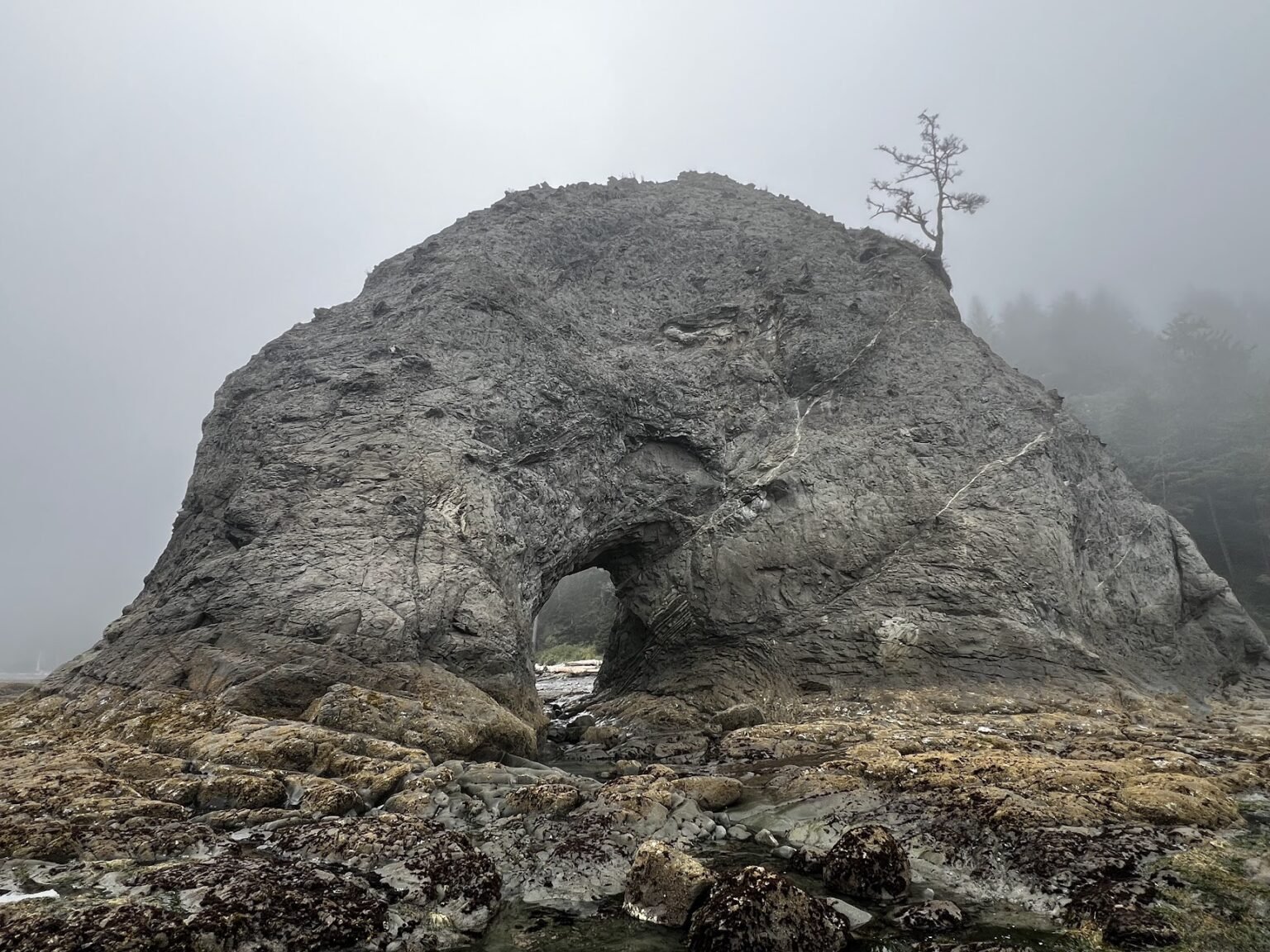 Rialto Beach Travel Guide Tide Pools, Starfish, and the Famous Hole in